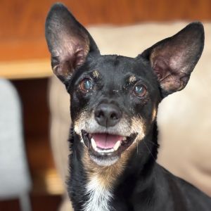 Woodrow, Senior Male unknown