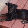 Woodrow photo 2
