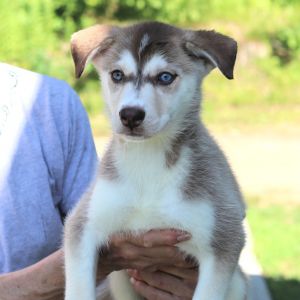CT Wandering Jewel, Baby Female Husky