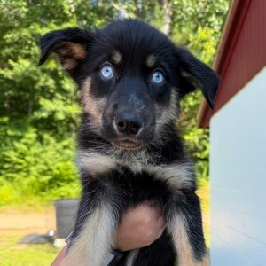 CT Monsterra, Baby Female Husky
