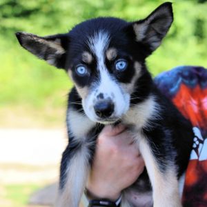 CT Ficus, Baby Male Husky