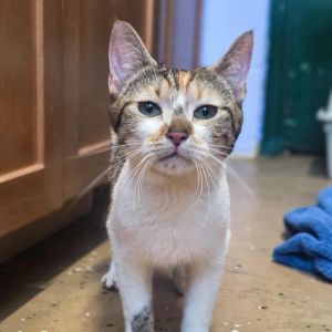 Vera, Adult Female Domestic Short Hair