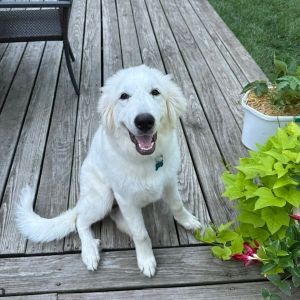 S&#39;mores, Baby Female Great Pyrenees