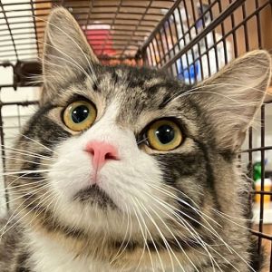 Legolas, Adult Male Domestic Medium Hair