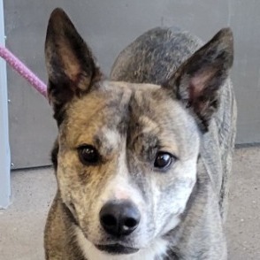 Bandit, Adult Male Mixed Breed