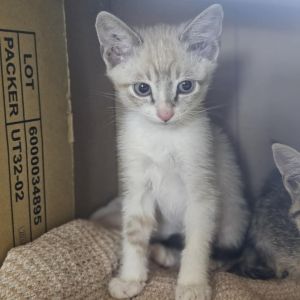 Conan, Baby Male Domestic Short Hair