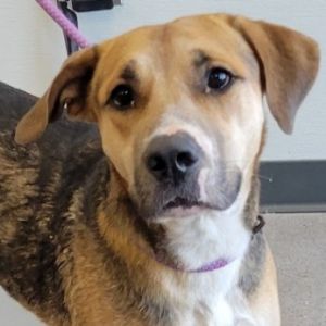 Krypton, Adult Male Mixed Breed