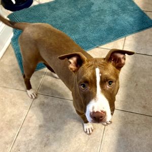 Starla, Young Female Pit Bull Terrier