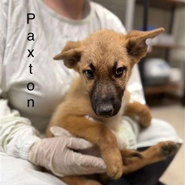 Paxton