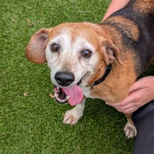 Maggie, Senior Female Beagle