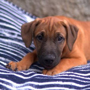 Liam, Baby Male Terrier