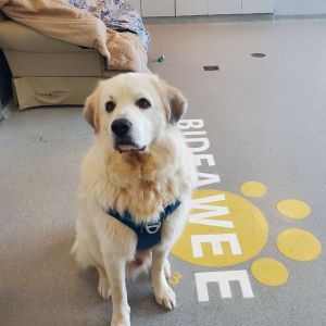 Crunchy (Captain Crunch) Mixed Breed Dog