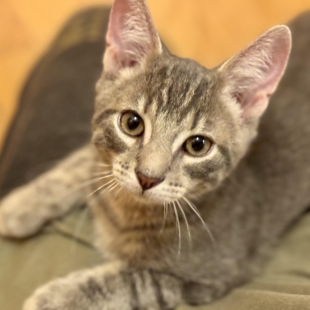 Cat for adoption - Bart Walking 54797, a Domestic Short Hair