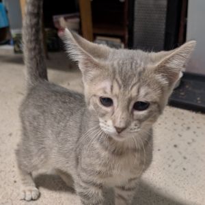 Gravy bonded with Biscuit, Baby Male Domestic Short Hair