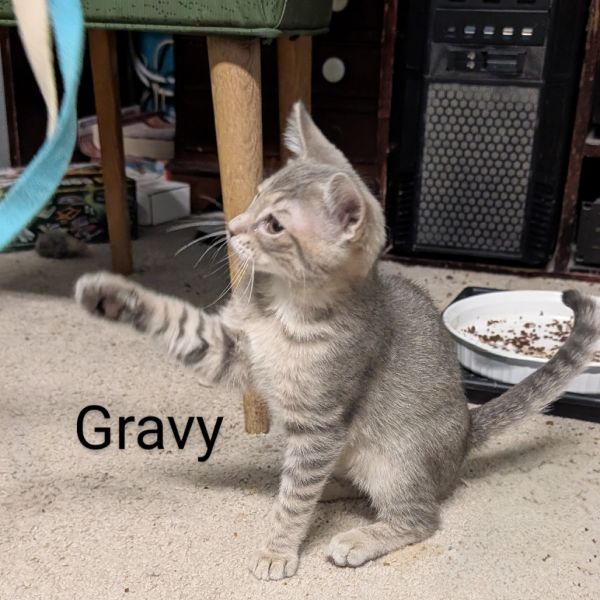 Gravy Bonded With Biscuit thumbnail 2