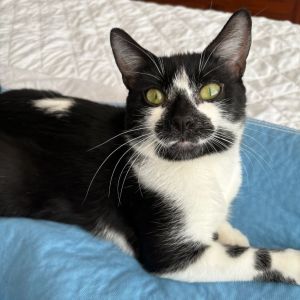 Ruby Domestic Short Hair Cat