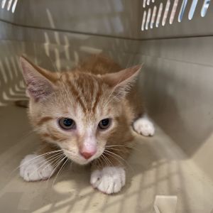 Bologna, Baby Male Domestic Short Hair