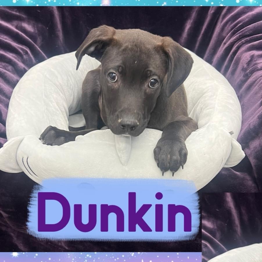 Dunkin
