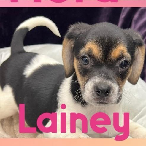 Lainey