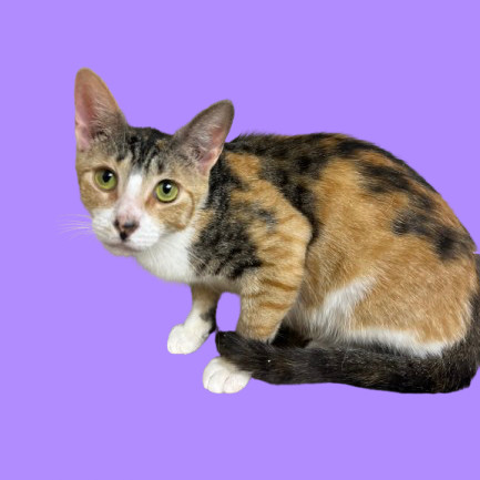 Crabcake, an adoptable Domestic Short Hair in Tuscaloosa, AL, 35401 | Photo Image 1