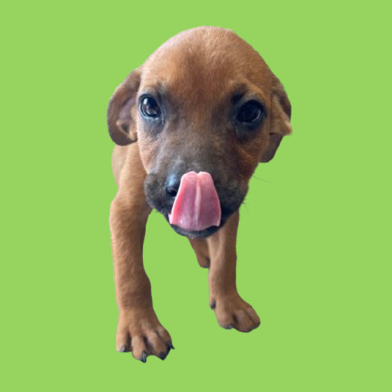Pet Image