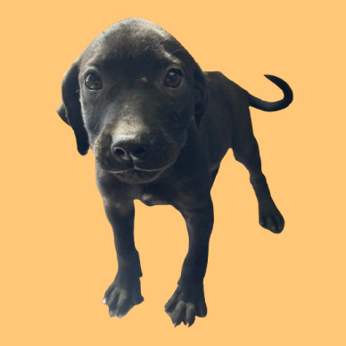 Pet Image