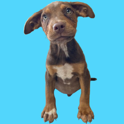 Pet Image