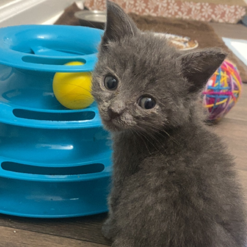 Pickles, an adoptable Domestic Short Hair in Tuscaloosa, AL, 35401 | Photo Image 1