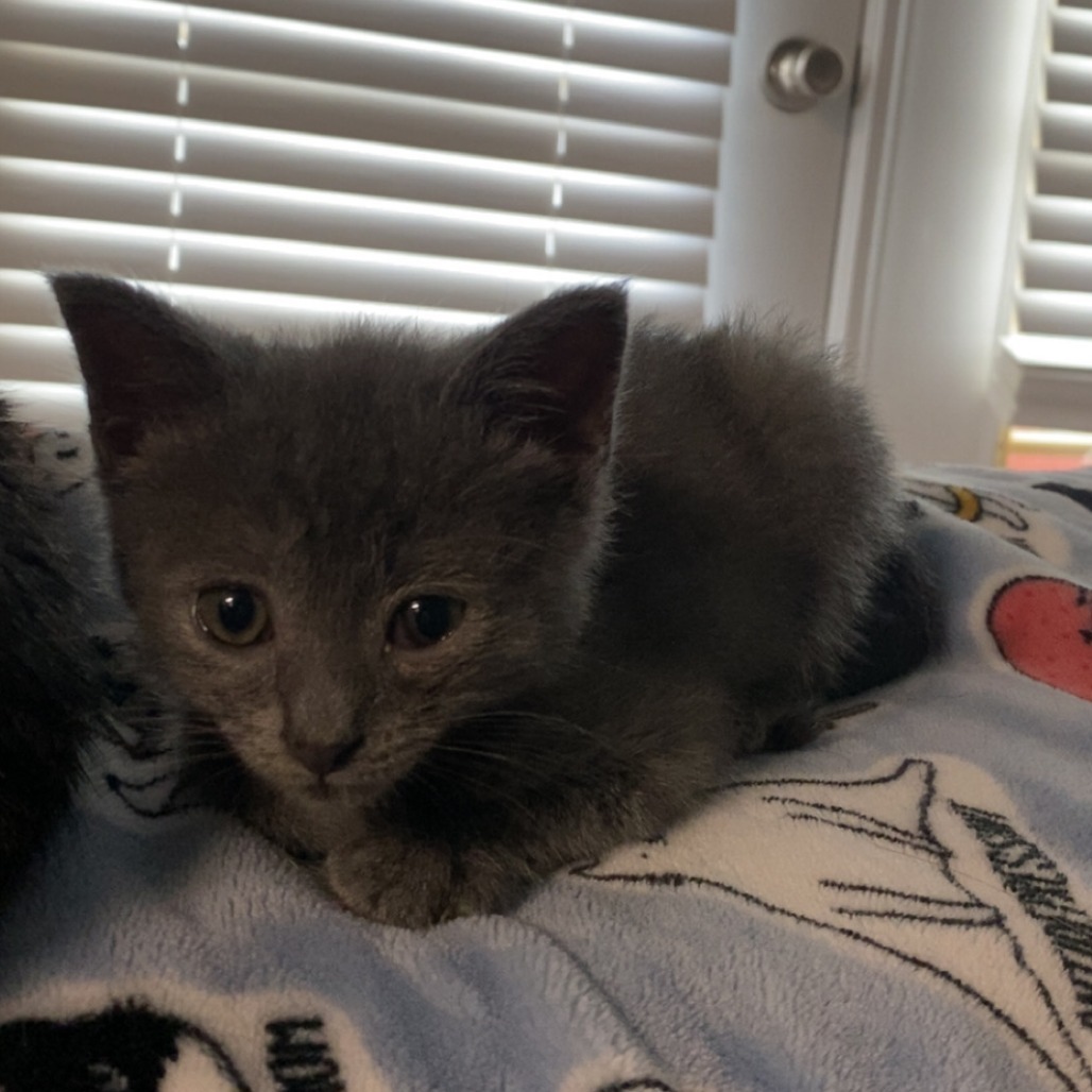 Pickles, an adoptable Domestic Short Hair in Tuscaloosa, AL, 35401 | Photo Image 2