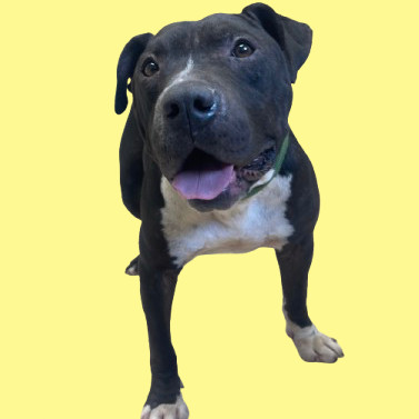 Pet Image