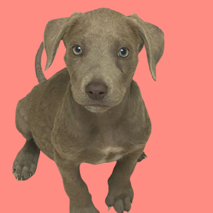 Pet Image