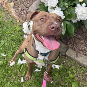 Sara, Adult Female Mixed Breed