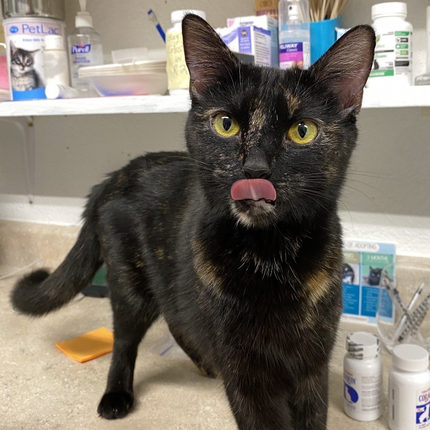 Spicy, an adoptable American Shorthair in Mount Shasta, CA, 96067 | Photo Image 1