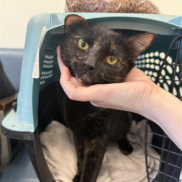 Spicy, an adoptable American Shorthair in Mount Shasta, CA, 96067 | Photo Image 2