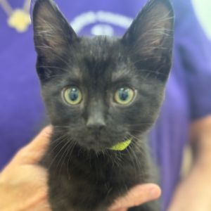 Jason, Baby Male Domestic Short Hair