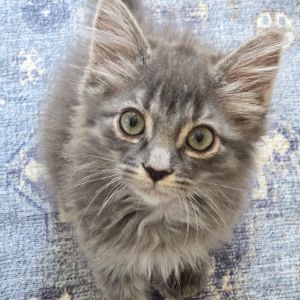 Riorson (Tusk), Baby Male Domestic Medium Hair