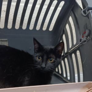 Sunfire, Young Female Domestic Short Hair