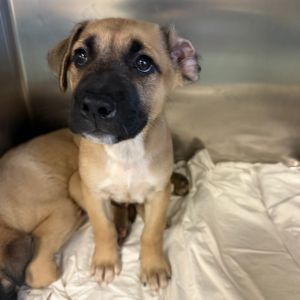 Toto, Baby Female Mixed Breed