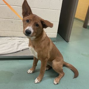 Martina, Young Female Mixed Breed