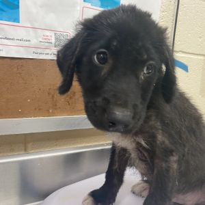 Casper, Baby Male Mixed Breed