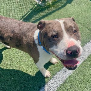 TRUSE, Adult Male Mixed Breed