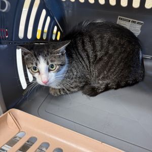 Pantry, Adult Female Domestic Short Hair