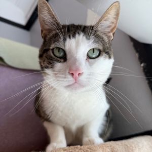 Hi there Im Hughie My foster mom calls me Short Pants which is silly because I dont wear pants 