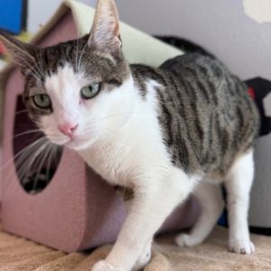 Hi there Im Hughie My foster mom calls me Short Pants which is silly because 