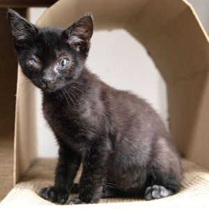 Caesar, Baby Male Domestic Short Hair