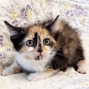 Frida, Baby Female Domestic Short Hair