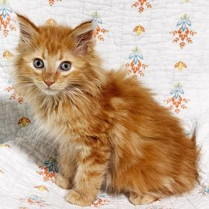 Chris, Baby Male Domestic Long Hair