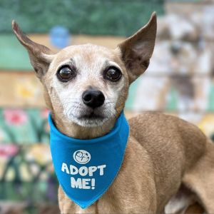Russell aka Rusty, Senior Male Rat Terrier