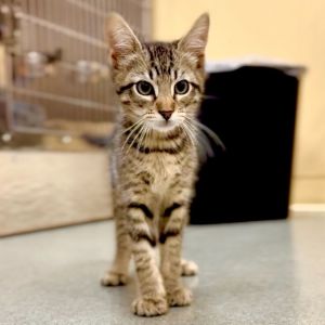 Jasper, Baby Male Domestic Short Hair