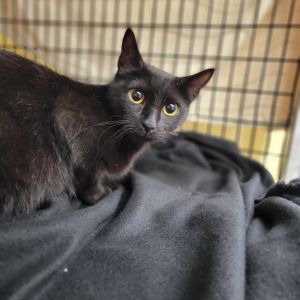 Midnight, Adult Female Domestic Short Hair